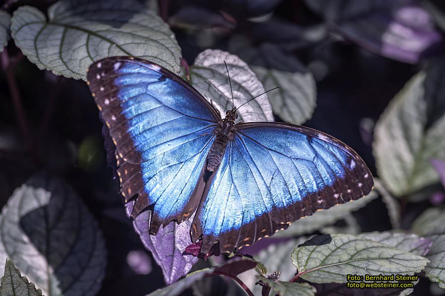 Frankfurt am Main, September 2022