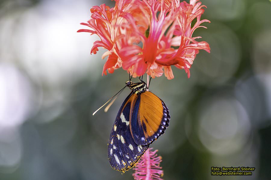 Frankfurt am Main, September 2022