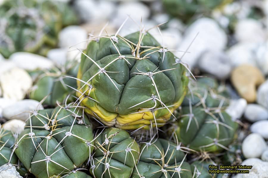 Botanischer Garten Linz, Mai 2022
