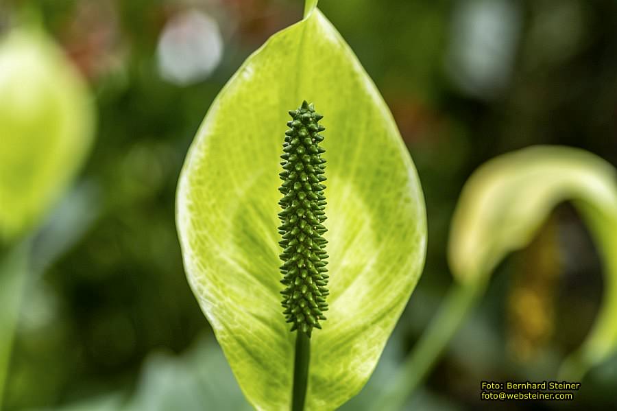 Botanischer Garten Linz, Mai 2022