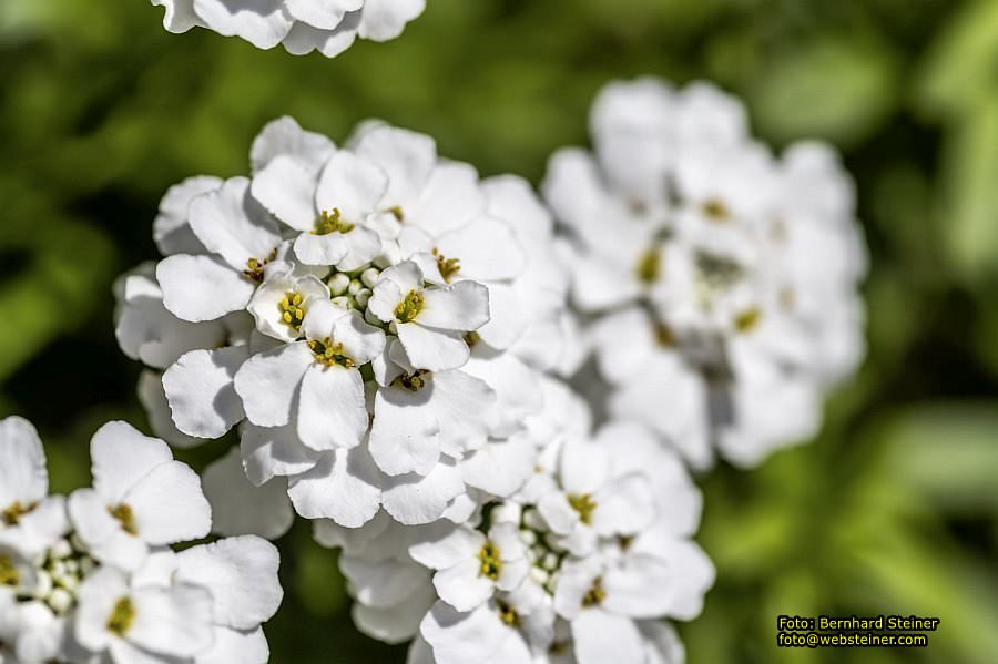 Botanischer Garten Linz, Mai 2022
