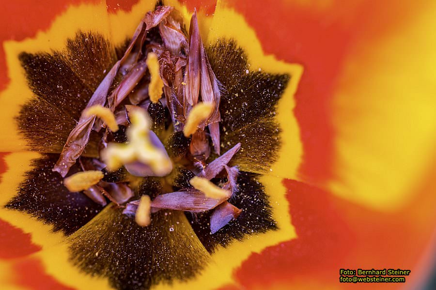Botanischer Garten Linz, Mai 2022