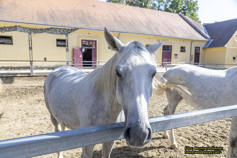 Lipizzanergestüt Piber bei Köflach, September 2023