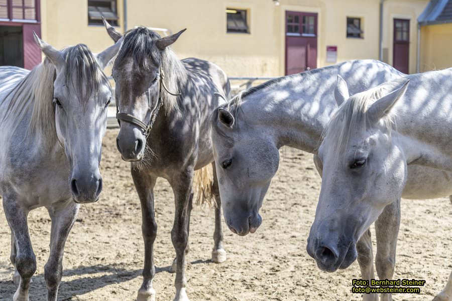 Lipizzanergestüt Piber bei Köflach, September 2023