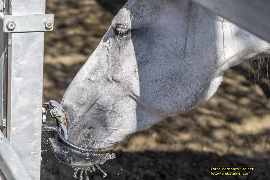 Lipizzanergestüt Piber bei Köflach, September 2023