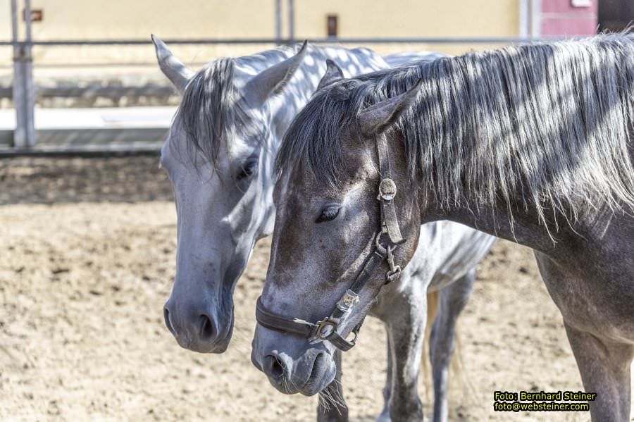 Lipizzanergestüt Piber bei Köflach, September 2023