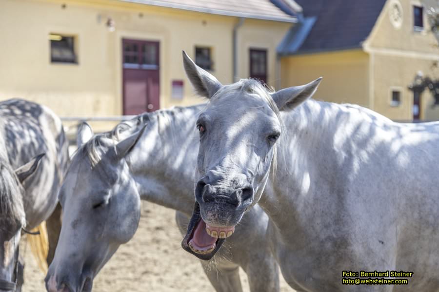 Lipizzanergestüt Piber bei Köflach, September 2023