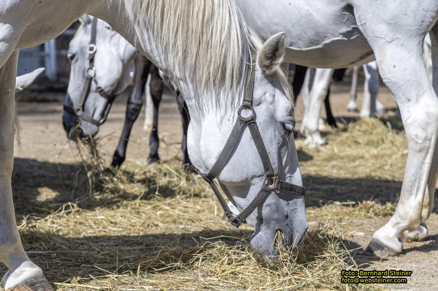 Lipizzanergestüt Piber bei Köflach, September 2023