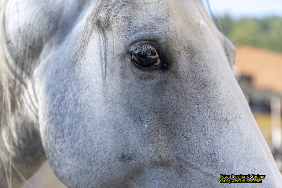 Lipizzanergestüt Piber bei Köflach, September 2023