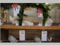 Kleintierschau in Ebenfurth, 26.10.2013