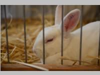 Kleintierschau in Ebenfurth, 26.10.2013