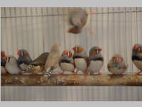 Kleintierschau in Ebenfurth, 26.10.2013