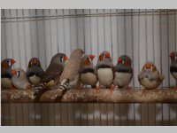 Kleintierschau in Ebenfurth, 26.10.2013