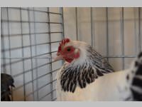 Kleintierschau in Ebenfurth, 26.10.2013