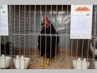 Kleintierschau in Ebenfurth, 26.10.2013