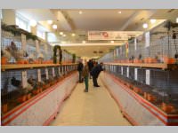 Kleintierschau in Ebenfurth, 26.10.2013