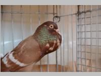 Kleintierschau in Ebenfurth, 26.10.2013