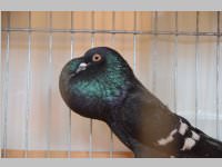 Kleintierschau in Ebenfurth, 26.10.2013