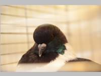 Kleintierschau in Ebenfurth, 26.10.2013