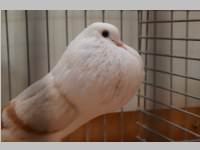 Kleintierschau in Ebenfurth, 26.10.2013