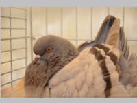 Kleintierschau in Ebenfurth, 26.10.2013