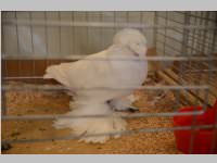 Kleintierschau in Ebenfurth, 26.10.2013