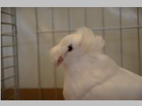 Kleintierschau in Ebenfurth, 26.10.2013