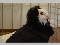 Kleintierschau in Ebenfurth, 26.10.2013