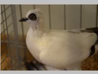 Kleintierschau in Ebenfurth, 26.10.2013