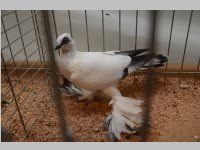 Kleintierschau in Ebenfurth, 26.10.2013