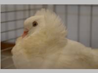 Kleintierschau in Ebenfurth, 26.10.2013