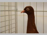 Kleintierschau in Ebenfurth, 26.10.2013