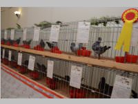 Kleintierschau in Ebenfurth, 26.10.2013