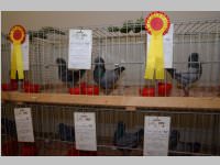 Kleintierschau in Ebenfurth, 26.10.2013