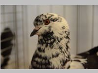 Kleintierschau in Ebenfurth, 26.10.2013