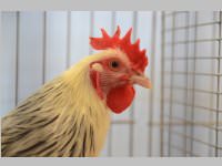 Kleintierschau in Ebenfurth, 26.10.2013