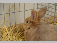 Kleintierschau in Ebenfurth, 26.10.2013