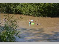 Blodan-Schwimmen in Leithaprodersdorf, 05.08.2013