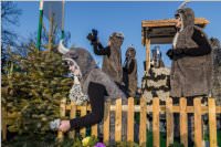 155. Lichtenw�rther Faschingsumzug, 11.02.2018