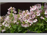 Blumenmarkt von Blumenzeiten, 27.04.2013