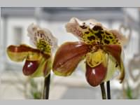 Erffnung Blumenzeiten von Eva Stanek, 01.03.2013
