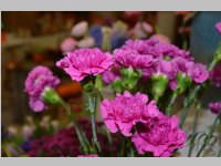 Erffnung Blumenzeiten von Eva Stanek, 01.03.2013