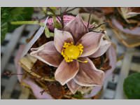 Erffnung Blumenzeiten von Eva Stanek, 01.03.2013