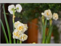 Erffnung Blumenzeiten von Eva Stanek, 01.03.2013