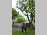 Maibaum der FF Neufeld, 03.05.2014