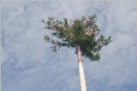 Maibaum der FF Neufeld, 02.05.2015