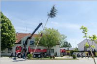 Maibaum der FF Neufeld, 21.05.2016