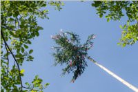 Maibaum der FF Neufeld, 21.05.2016