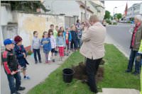 VS Neufeld: Baumpflanzung am Tag der Sonne, 08.05.2015