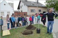 VS Neufeld: Baumpflanzung am Tag der Sonne, 08.05.2015